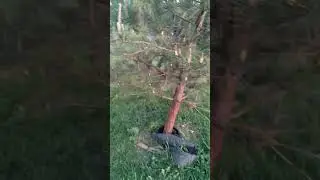 Молодые сосенки
