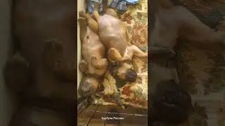 Войс Вельд щенки.
