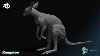 Kangaroo Anatomy Sculpting In Blender (Complete Tutorial) - No Audio