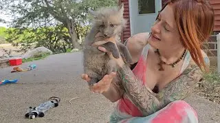 Finnegan Fox is soo over fox pups - Introducing baby Phoenix