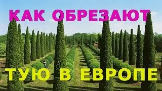 Выращивание Туи / посадка туи / ПРАВИЛЬНАЯ ОБРЕЗКА