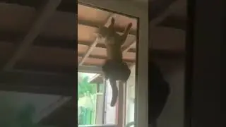 Капец котику пришёл.