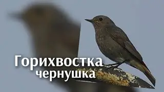 Горихвостка чернушка