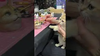 Cat art paint #artwork #cat #paint #pet #cute #diy #pets #cat #painting #color #2d #3d #art #design