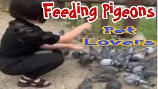 PET LOVERS🤗FEEDING PIGEONS