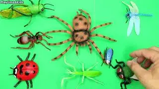 Insect Names For Kids Bug Toys Collection for Children
