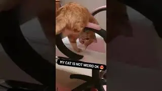 Cutest moments with my cat part.6