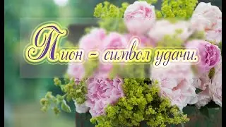 Легенды о цветах. ПИОН - символ удачи.