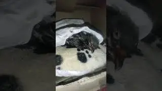 Спасаю голубя