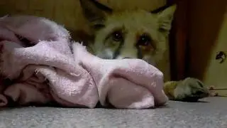 Лисенок кушает /  fox eats. См описание / see description