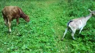 Собака - друг человека или страшный хищник?