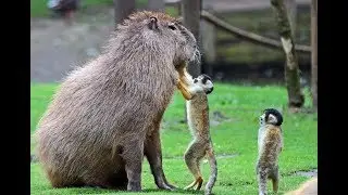 Капибара и интересные факты о ней