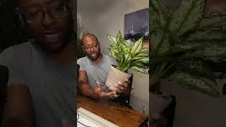 The First Diamond Aglonema Tips & Tricks