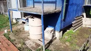 Пермские голуби
