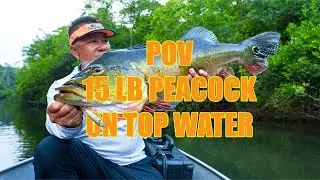 Full fight, POV 15lb peacock on the topwater Berkley J-Walker