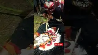 JARANAN MAKAN TEBU #shorts #jaranan #makan #tebu