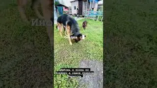 Собаки лучше людей! #мамаособенногоребенка