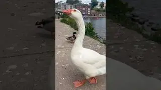 Goosebumps #geese #гуси #riverside