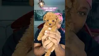 Wait for it! #magician #fyp #toypoodle #pets #shorts #pov