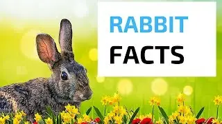Bunny Rabbit Facts!