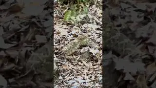 A rattlesnake on the trail interrupted our hike ￼