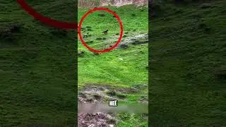 Лошадь ЛЕГЛА чтобы спасти хозяина😮🔥🐎