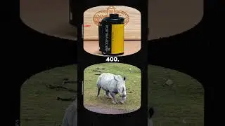 Filmstock Magic Unveiled: Kodak Portra 400, Gold 200, and LOMO 400! 📷🌈 
