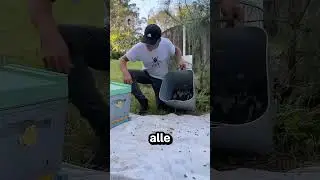 So gab er den Bienen eine neue Heimat 🐝 🏡