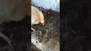 Курица копает навоз за личинки (какая гадость:)