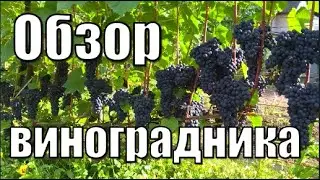 Обзор моего виноградника в открытом грунте на начало сентября / Сорта винограда