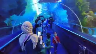 SHARK AQUARIA KLCC | KUALA LUMPUR MALAYSIA #shark #aquariaklcc