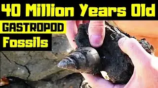 Hunting Fossil Gastropods from the Bartonian age of the Eocene epoch period.