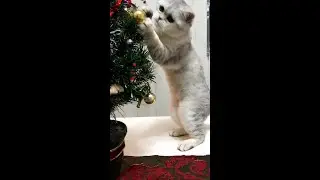 funny cat videos / cute cat videos / cute animals