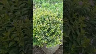 TAIWAN BAHAN BONSAI 