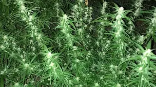 Outdoor Grow September 6 2024￼
