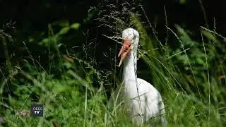 Live Tour of the Animal Kingdom