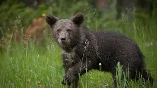 Funny bear 😙 Cats and dogs 😊