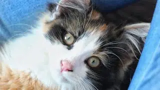 Девочки, они такие🤭Мышарик🐈Смешные коты кошки 2021🐱