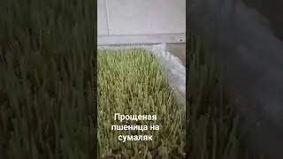 Пшеница на сумаляк