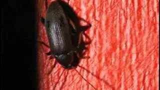 Beettle on the Wall