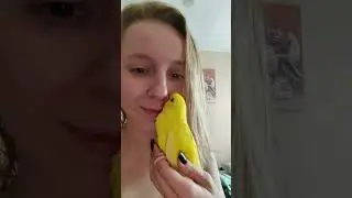 Этот ласковый малыш ещё #вналичии #бронь #shorts #memes #funny #ожереловыйпопугай #ручнойпопугай
