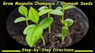 Grow Magnolia Champaca / Champak Seeds: Step-by-Step Directions (सोनचाफा वृक्ष)