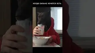 как интеллигент? или как свинья?