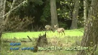 ree reewild - roedeer - capreolus capreolus #02