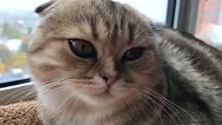 Приключения кошечки Златы. Осенний сплин.