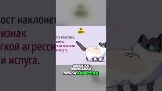 Сигналы агрессии у котов  что нужно знать