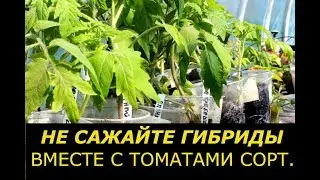 DO NOT PLANT TOMATO HYBRIDS IN THE GREENHOUSE TOGETHER WITH VARIETIES