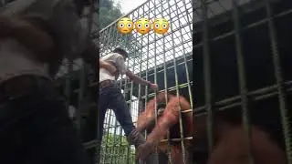 Вот он попал