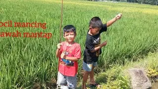 bocil mancing di sawah mantap