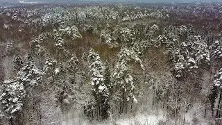 Сосновая роща в Йошкар-Оле | Республика Марий Эл